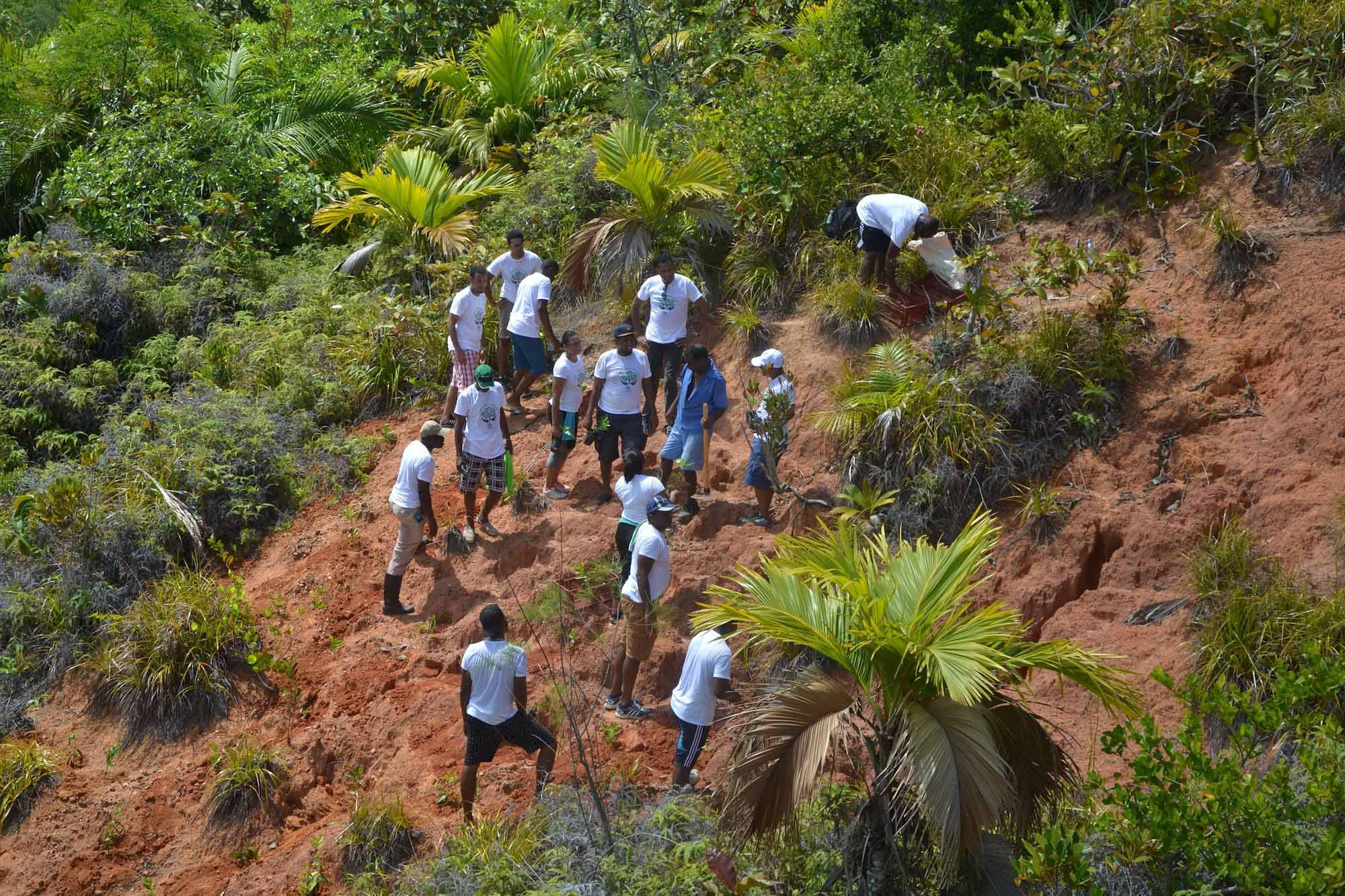 A group of people working on the rehabilitation of the Seychelles Islands.