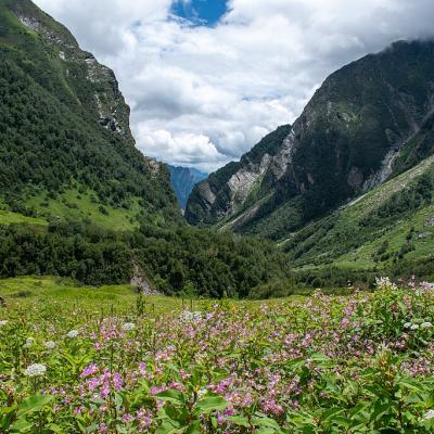 Valley of Flowers National Park in Uttarakhand, India. Photo Credit: Rohit Sharma via Wikimedia Commons