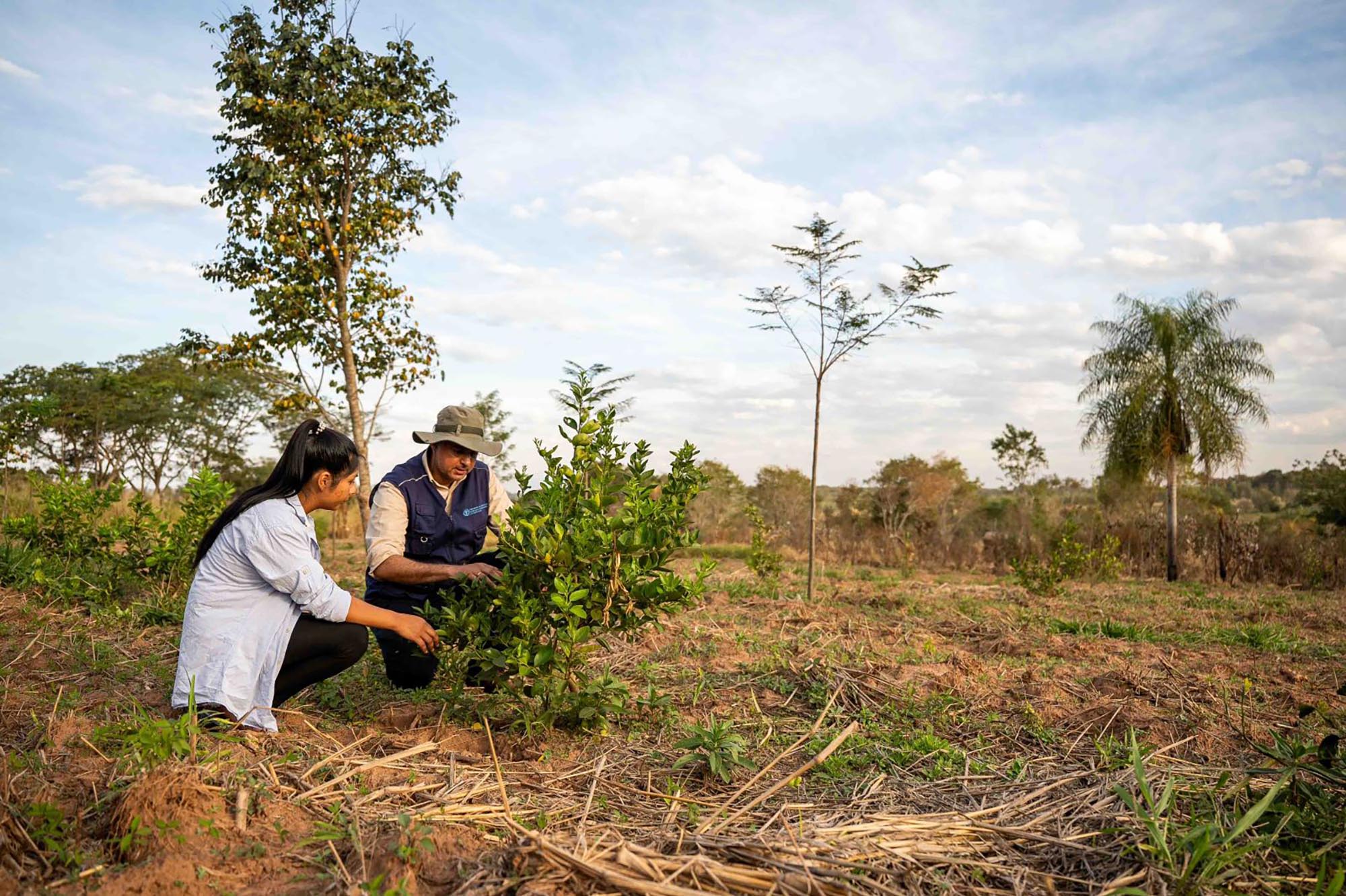 Two people crouching in an open field, examining a small green shrub.
