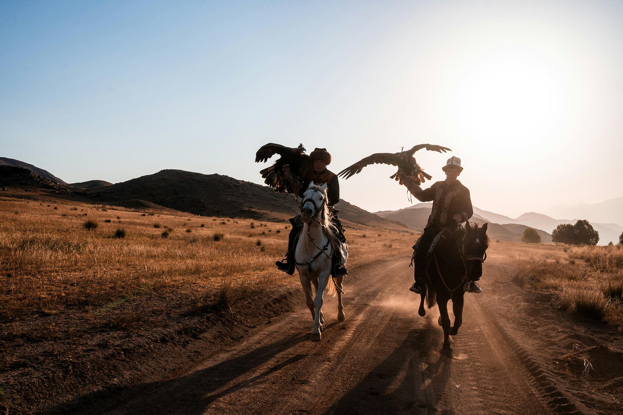 Two falconers riding horses while holding a falcon on their hands.