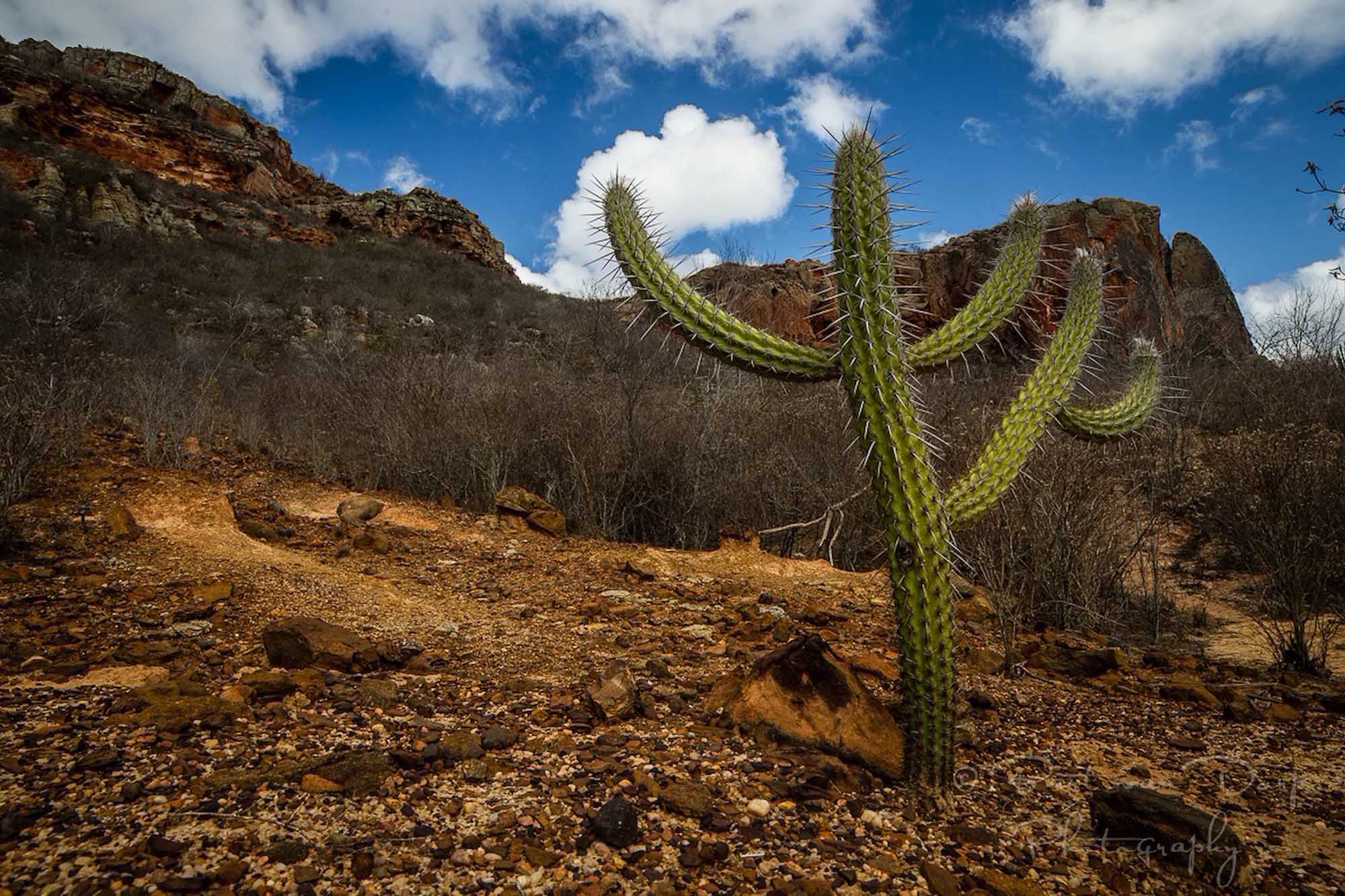 A cactus with multiple arms and sharp spines stands in a dry desert landscape. Mountains rise in the background.
