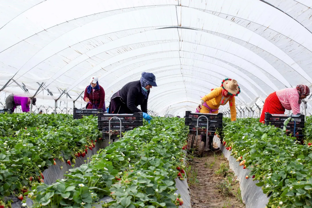 A group of women workers in a greenhouse.