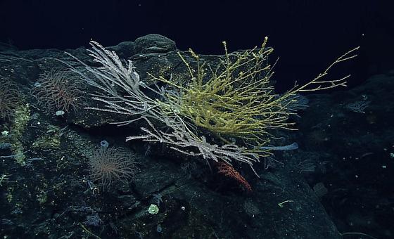 Deep-sea corals were among the treasures found during an expedition in the North Marianas Islands in the Pacific Ocean.