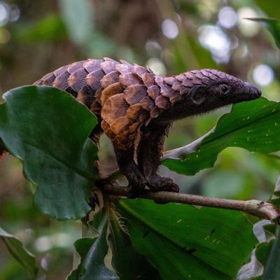 A long-tailed pangolin (Manis tetradactyla), listed in Appendix I of the Convention on International Trade in Endangered Species of Wild Fauna and Flora (CITES). Photo: Angiolo/Adobe Stock A black-bellied pangolin (Manis tetradactyla), listed in CITES Appendix I. Angiolo/Adobe Stock