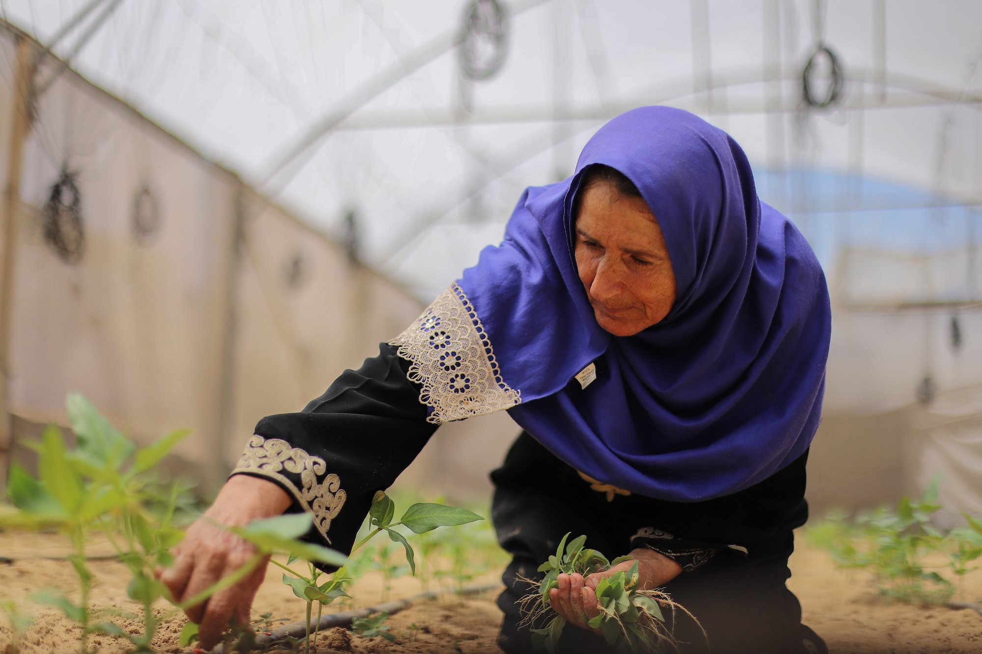 woman planting in greenhouse