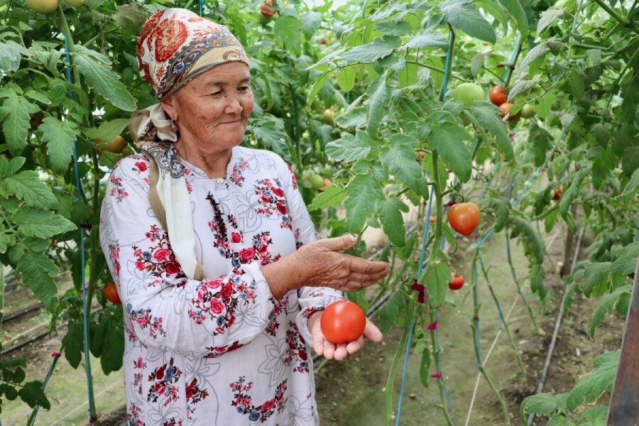 woman among tomato plants