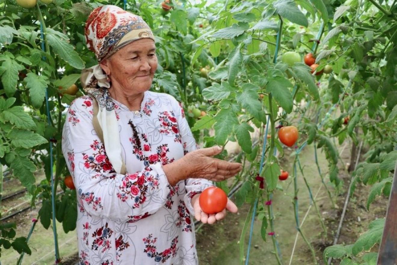 woman among tomato plants