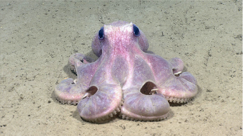 A deep-sea octopus on the seabed in the Hudson Canyon, located off the Atlantic coast of the United States. Credit: National Oceanic and Atmospheric Administration (NOAA) Office of Ocean Exploration and Research